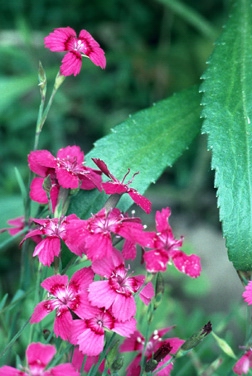 Cottage Pinks